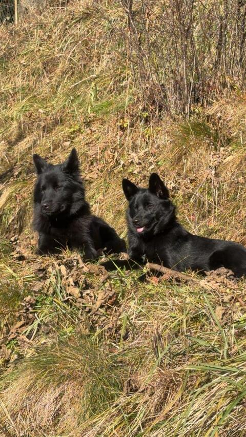 Hunde-Welpen