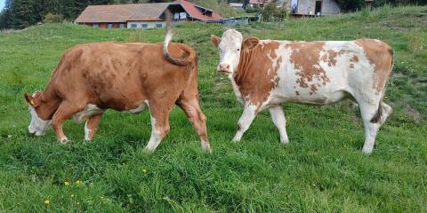 2 Bio-Kalbinnen
