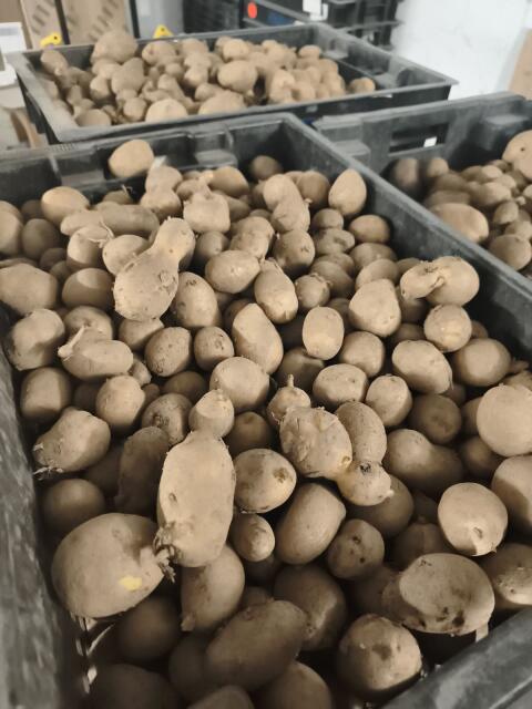 Bio-Futterkartoffeln