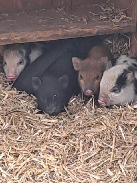 Microschweinchen abzugeben