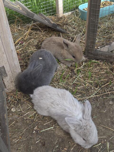 Zwerg-, Minilop-Mischung Kaninchen