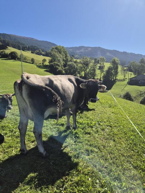 Tiroler Grauviehkuh Bio