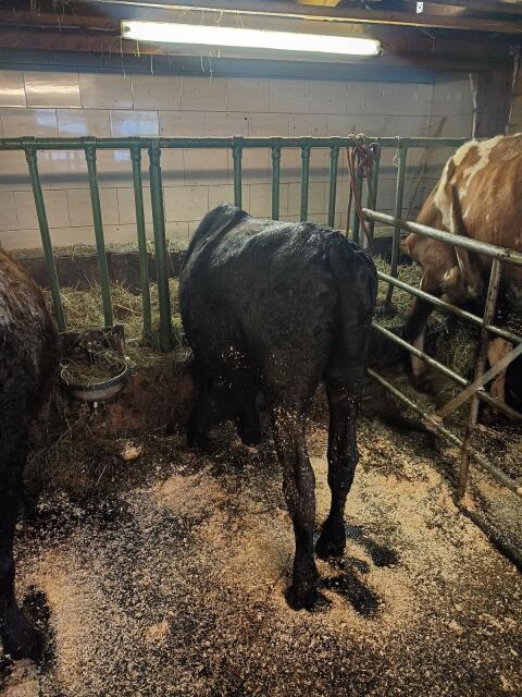 Wagyu-Fleck-Stier