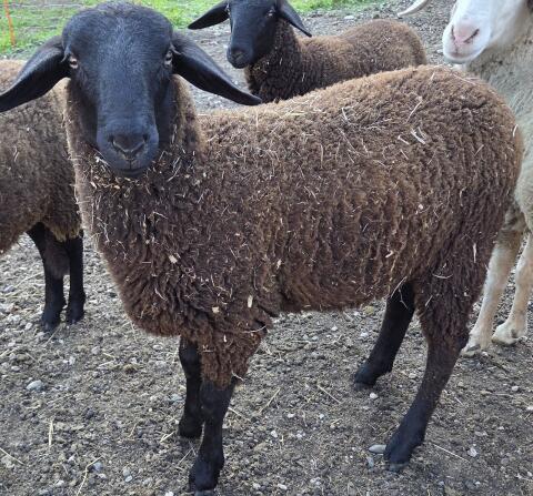 Lamm Widder