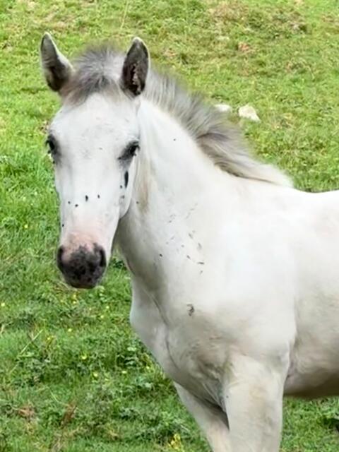 Hödau Vulkan XIX, Noriker Hengst