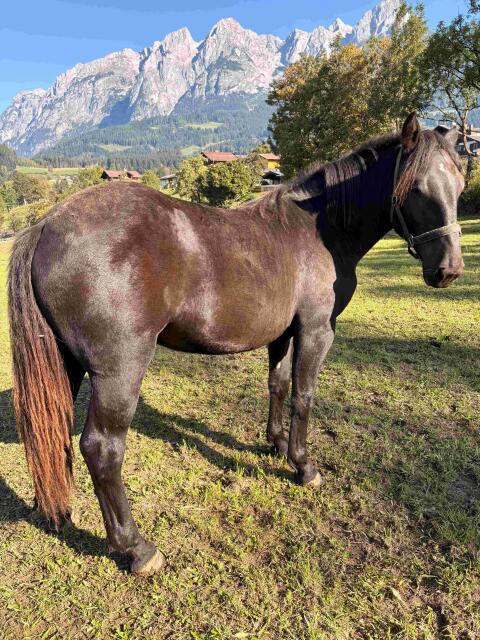 Noriker Stute Pferd