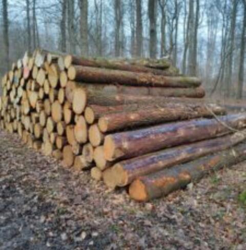 Brennholz