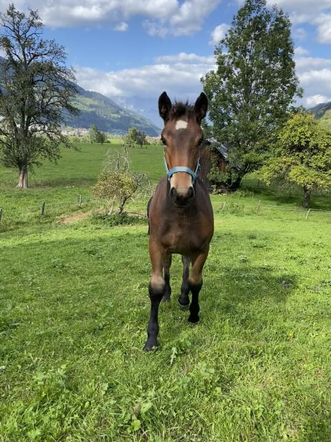 Noriker Hengstfohlen