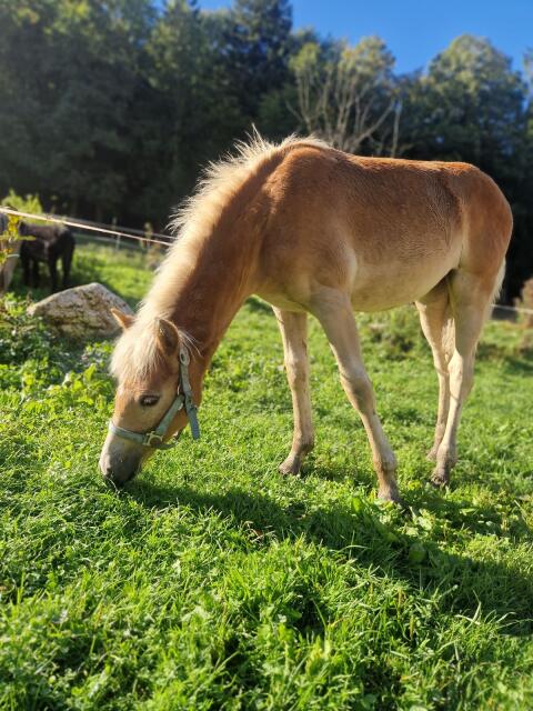 Haflinger Stutfohlen