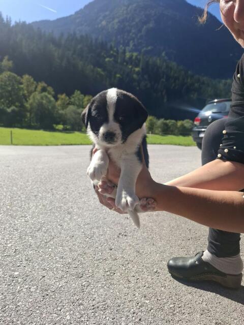Osttiroler Bergspitz