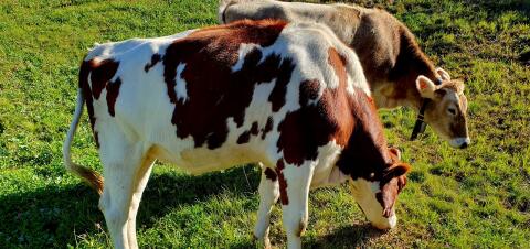 Red Holstein Kalbin