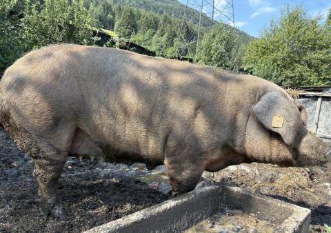 Verkaufe reinrassige Duroc-Specksau