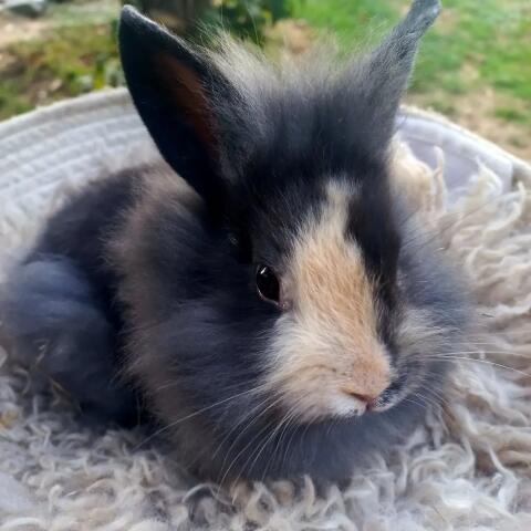 Zwergkaninchen Löwenkopf