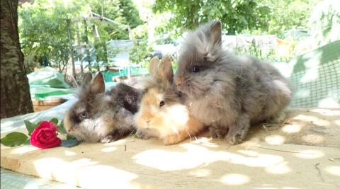 Vergebe Zwergkaninchen, Löwenkopf, Minilop, Teddyzwerg