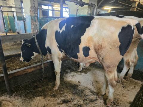 HF-Stier zu verkaufen