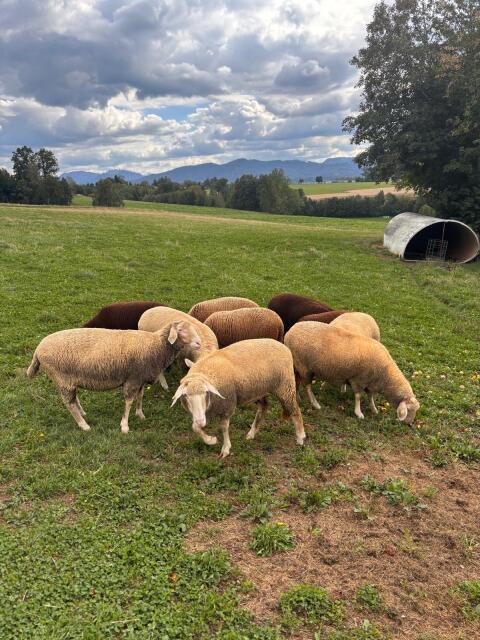 Schlachtlämmer, Schafe
