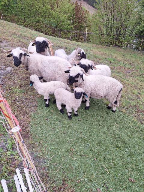 Walliser Pärchen