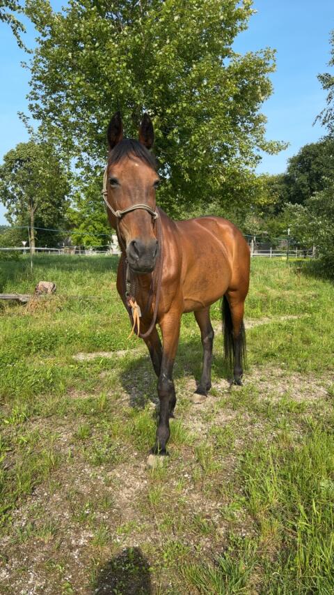 Warmblutstute