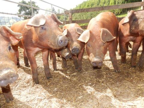 Bio Duroc Ferkel