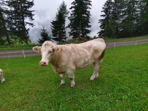 Charolais-Kalbinnen