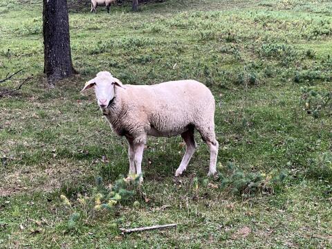 Merino-Mutterschafe