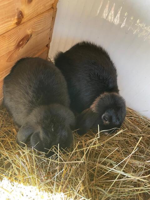 Zwergwidder-Kaninchen zu verkaufen
