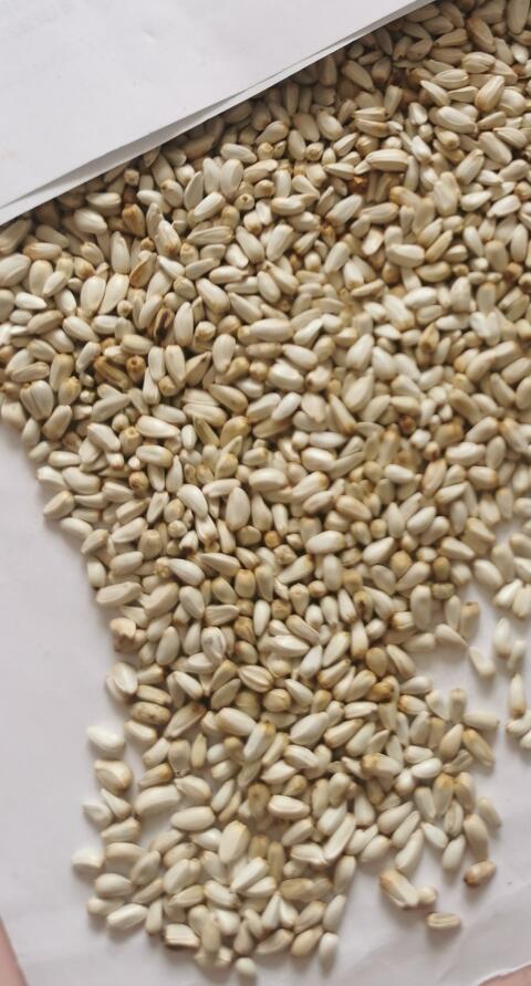 Saflorsamen als Vogelfutter, Safflower Seed for Bird Food