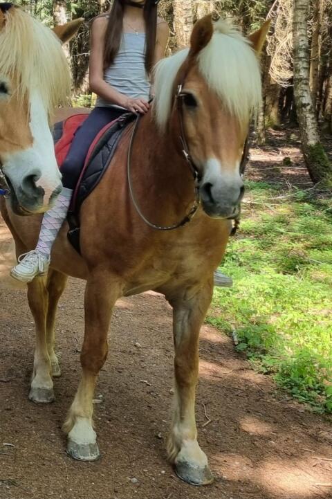 Haflinger als Beistellpferd