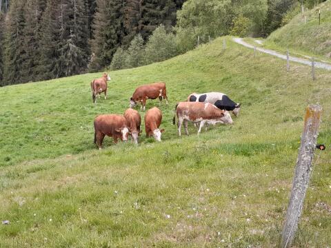 Sehr schöne trächtige Bio-Kalbinnen laufend zu verkaufen