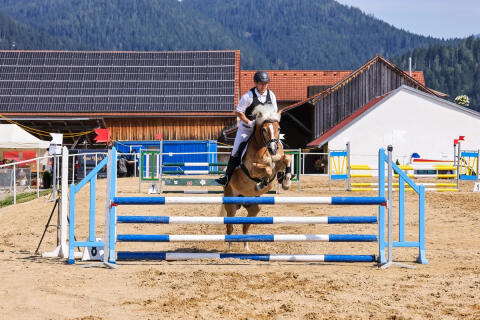 Springhaflinger zu verkaufen
