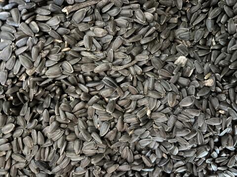 Sonnenblumenkerne High Oleic Ernte 2026