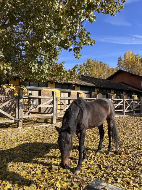 Warmblut-Wallach NÖ