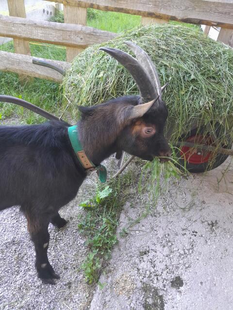 Aosta Bockkitz