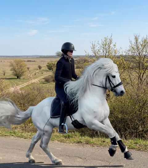 Warmblut-Pony-Wallach