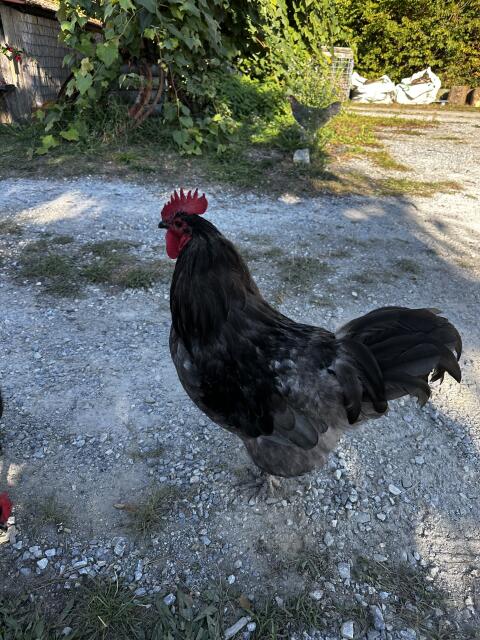 Australorp Hahn