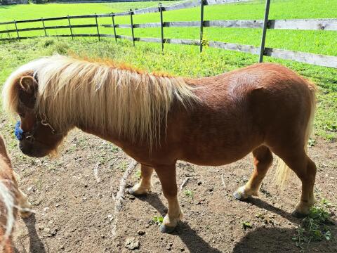 Minipony-Hengst