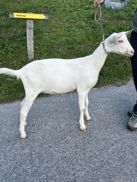 Saane HB Kitz zu verkaufen