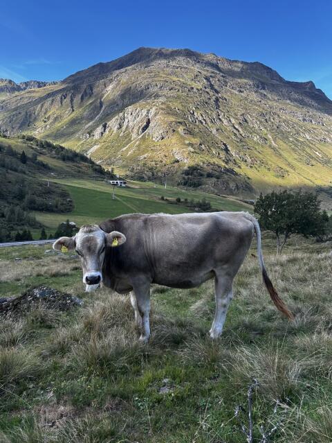 Brown Swiss Rind zu verkaufen.