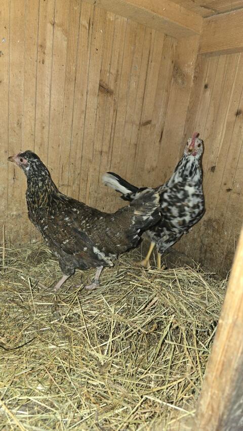 Blumenhuhn 1:1