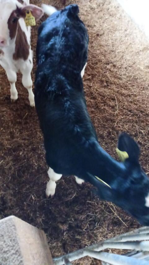 Holstein Bio Stierkalb
