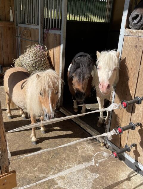 Mini-Shetlandpony-Stuten suchen neues Zuhause