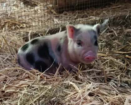 Minischwein-Ferkelchen