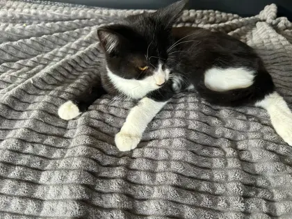 Süße Katzen zu verkaufen