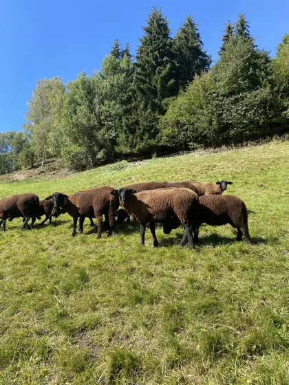 Mutterschafherde