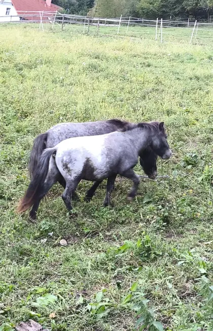 Wunderschönes, verschmustes Pony