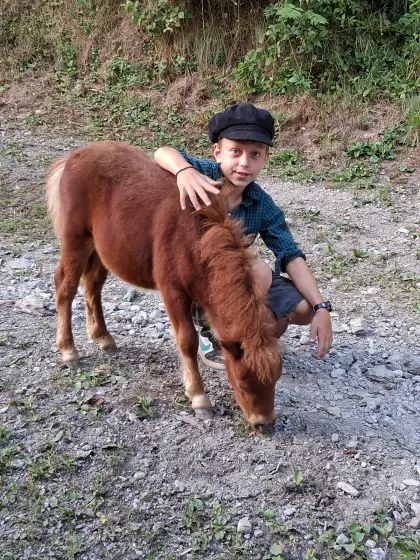 Mini-Shetty-Fohlen