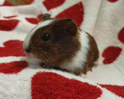 Meerschweinchen-Babys