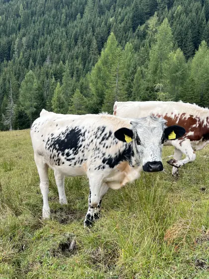 Pustertaler Sprinzen Kalbinnen