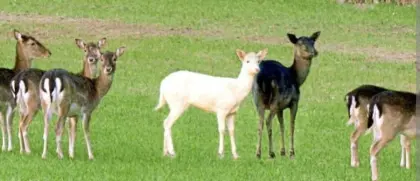 Suche Damwild, Damhirsch