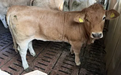 2 Murbodner Jungkalbinnen (Bio)